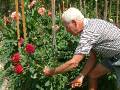 Picking Dahlias